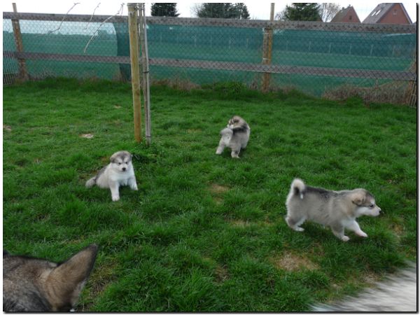 E Wurf 5 Woche 551.jpg